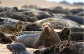 mariadb-10-3-webinar.jpg